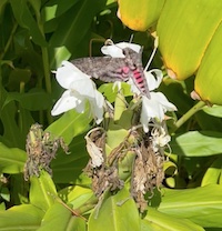 hawk moth